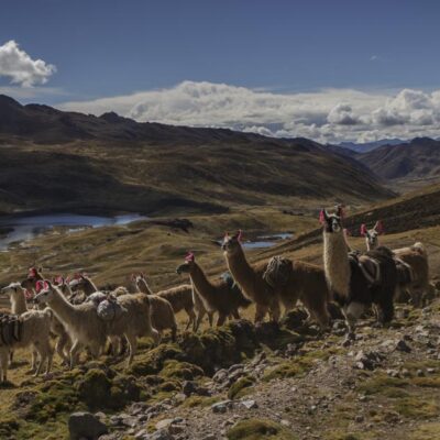 Discover the story of the Alpacas