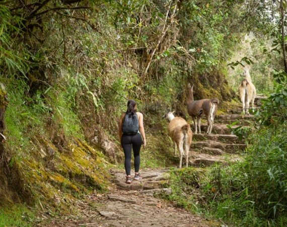 Inca Trail and Alpacas
