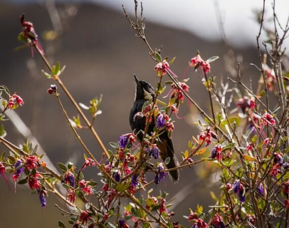 Inka Trail Birds Animals
